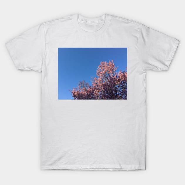 Cherry Blossom Sky T-Shirt by BigPapaJ